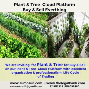 Online Plant & Trees for buyer & seller at the best price on our standard quality management platform