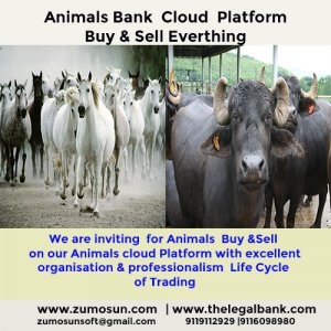 Online Animals Bank for buyer & seller at the best price on our standard quality management platform