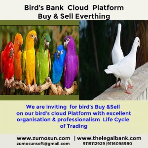 Online Birds Bank for buyer & seller at the best price on our standard quality management platform